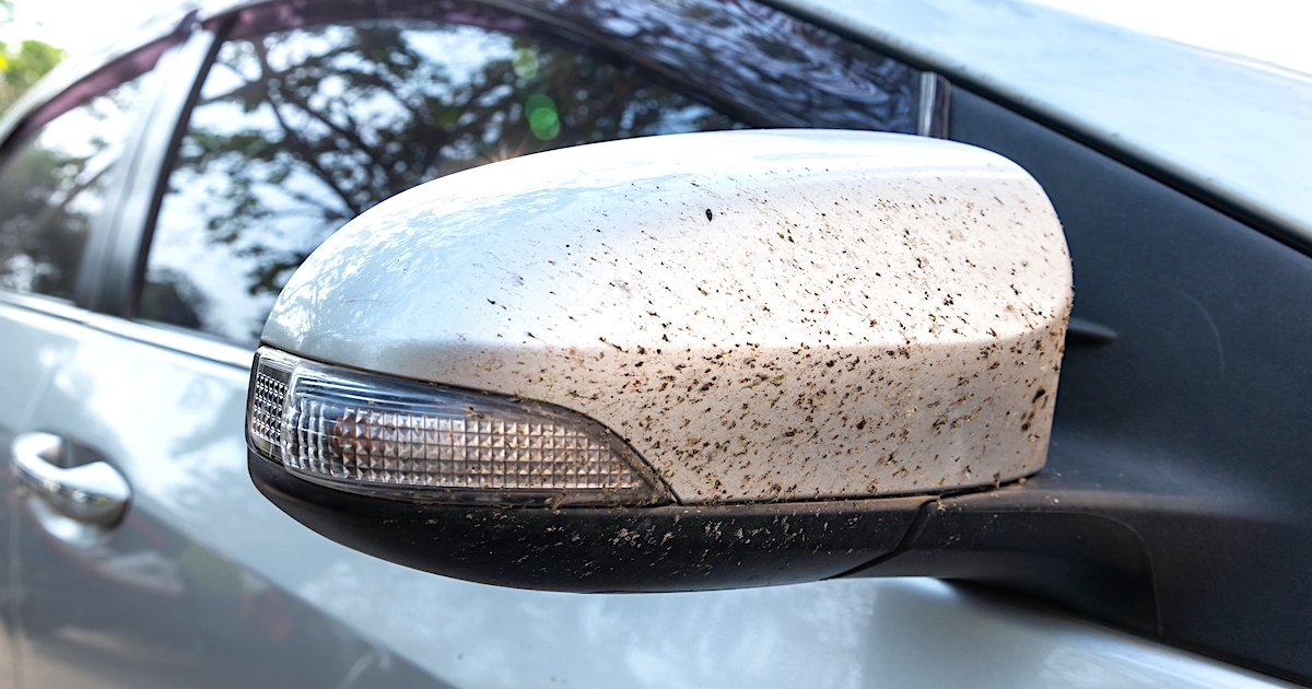 Så får du bort insekter från bilen – snabbt och skonsamt