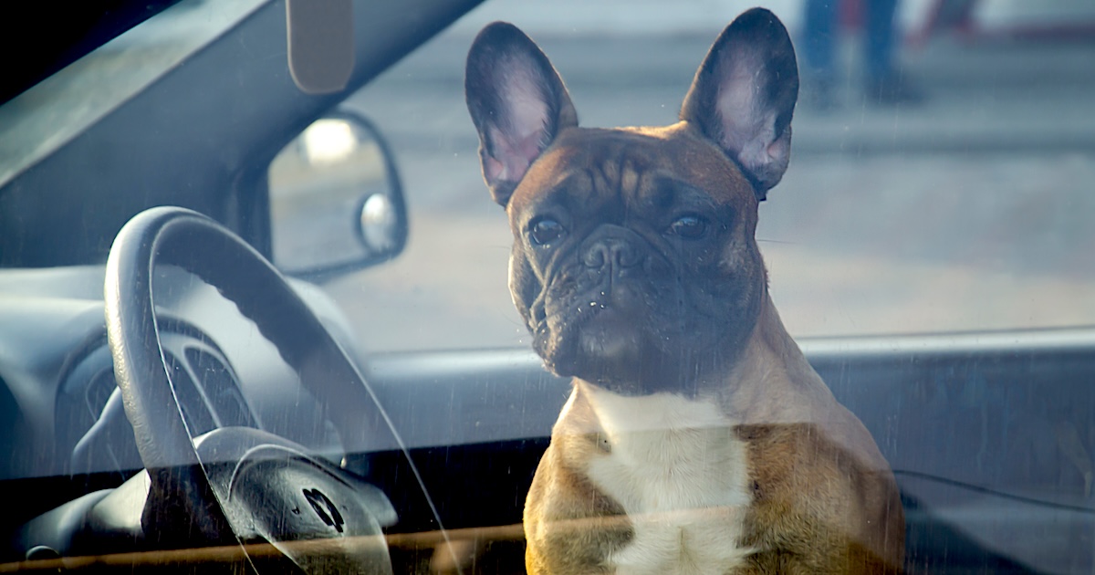 Varm bil blir en dödsfälla för hundar – dessa regler gäller